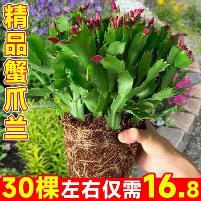居家懒人花卉耐寒易活蟹爪兰重瓣新品室内阳台花卉 带花苞发货
