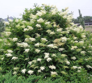 开花满枝都像珍珠的花★珍珠梅苗★花团状如珍珠树苗庭院绿植花卉