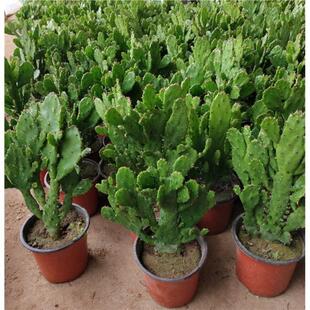 千手观音盆栽植物室内阳台绿植花卉仙人掌类千佛手多肉植物