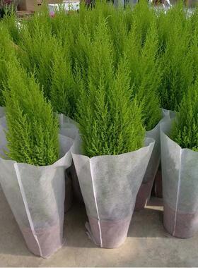 香松盆栽圣诞树四季常绿绿植金冠柏观叶植物耐寒耐阴办公室内好养