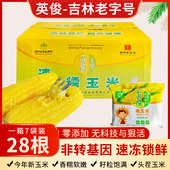 黄糯玉米食品东北黏玉米袋装 28根小棒整箱香嫩糯玉米清甜粘玉米批