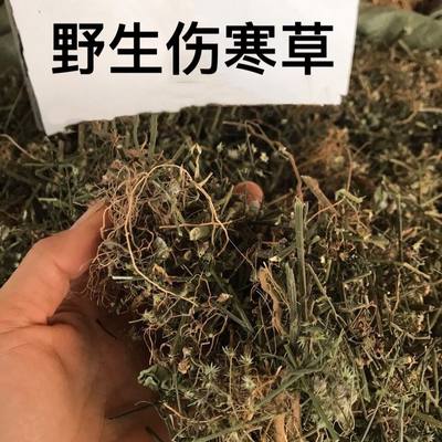 伤寒草伤寒草天然山区 潮汕消山虎 夜香牛 小气菜 中草药材新鲜干