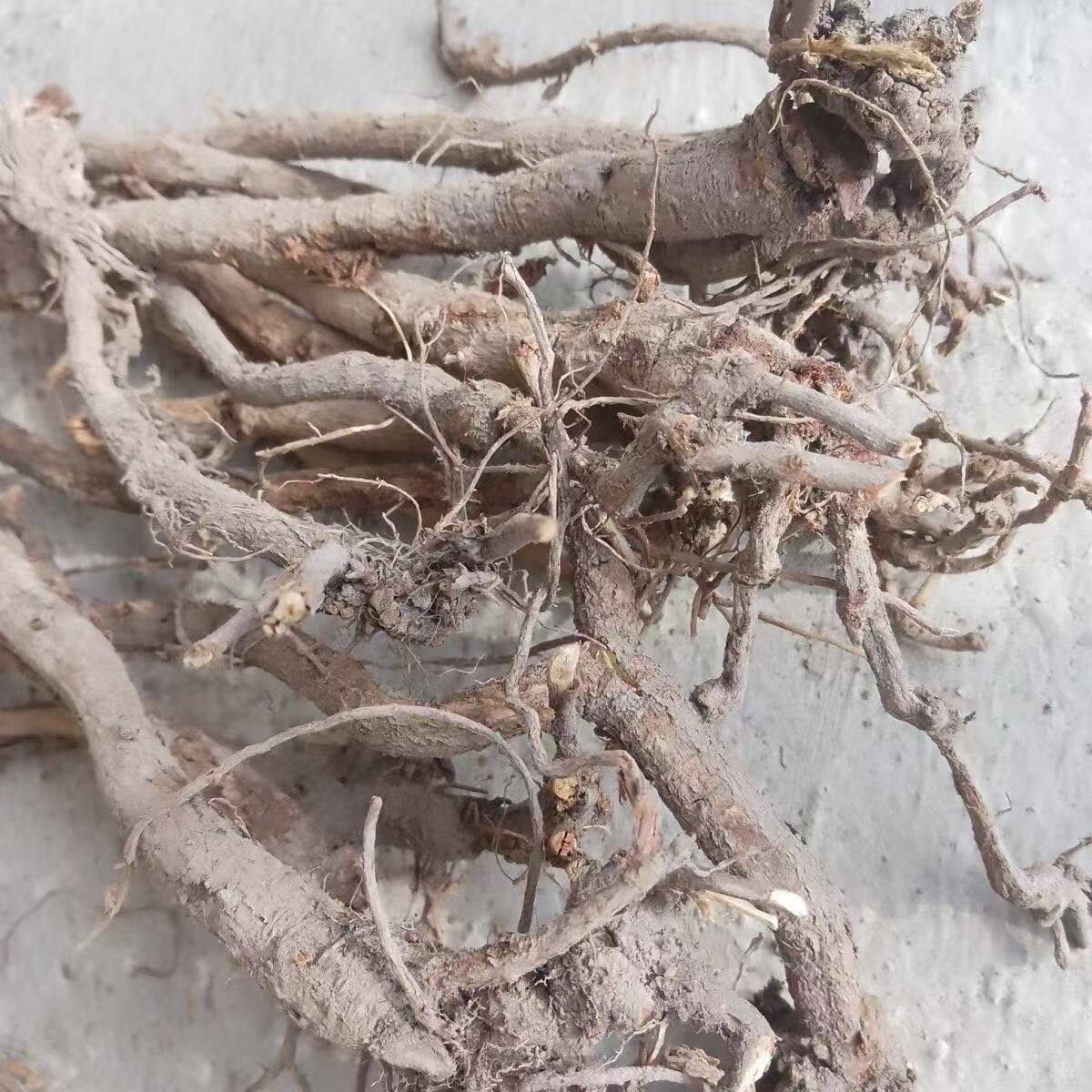 枸骨叶中草材正品枸骨根别名功劳叶羊角刺老虎刺猫儿刺老鼠刺高山