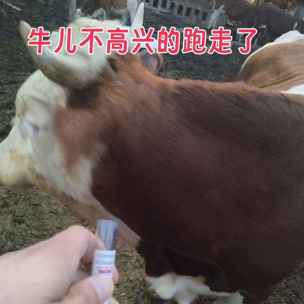 牛眼泪 牛泪 牛流泪 老牛泪 黄牛泪 保真牛眼泪 新鲜牛眼泪