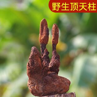 续阳草【西藏顶天柱】不老草续阳草野生续阳草泡茶泡酒还阳草不老