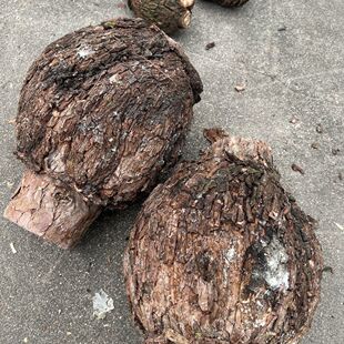 秦岭高山新鲜松树瘤松树疙瘩优质松节松瘤松树包老松树结节松榔头