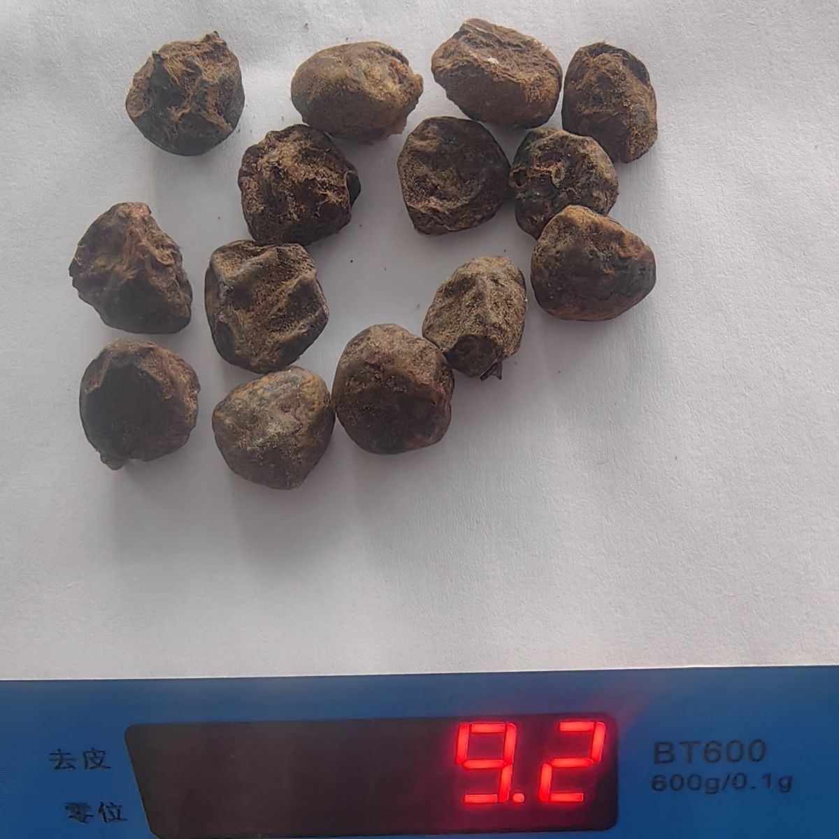 中草材袋蜘蛛14枚熬焦