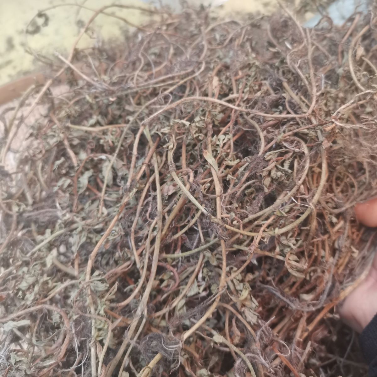 500克现晒过塘蛇新鲜黄