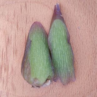 石猪心山区石仙桃石猪心石蒜子新鲜石橄榄石仙桃新鲜清热草药材材