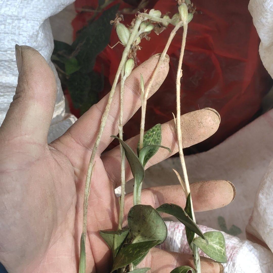 新鲜斑叶兰 小叶青 银线莲 小青 鲜货现挖包邮另有干品,传统滋补营养品,传统滋补品其他,淘宝优惠券,粉丝福利购,淘宝优惠卷