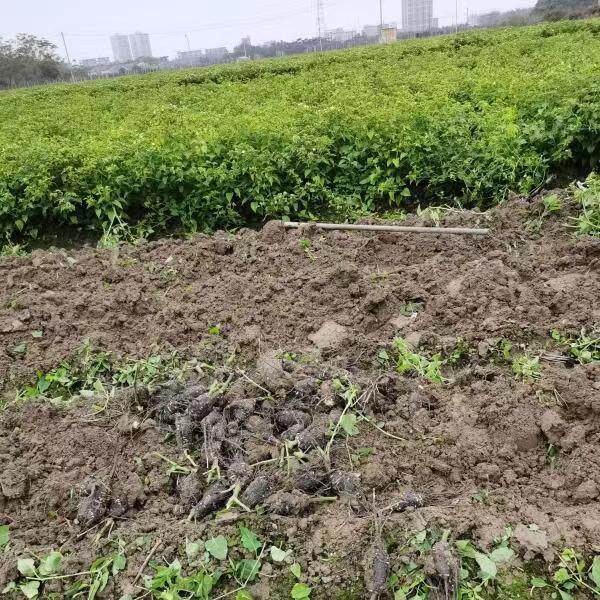 新鲜入地老鼠根茉莉花根紫花煲汤钻地老鼠山区无添加散装钻地老鼠