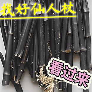 天然仙人杖去除积水积液排腹水装饰神器可熬仙人杖膏祛湿中药竹子