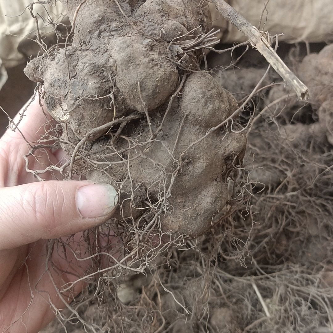蛇莲新鲜背蛇生草药材材蛇莲正品 贵州山区蛇连现挖农产品草药500