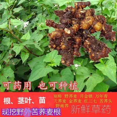 泸州野南荞新鲜兰荞苦荞头荞叶