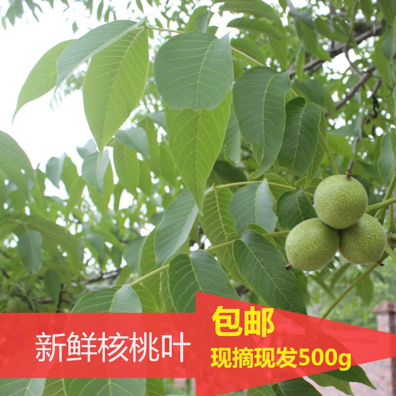 核桃叶四川新鲜白带过多泡澡药泡茶胡桃叶子中药材泡脚500g包邮图片