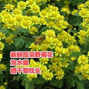 野黄菊花苦薏山菊花中药材孩泡澡花茶甘菊花草药苗新鲜现摘野菊花