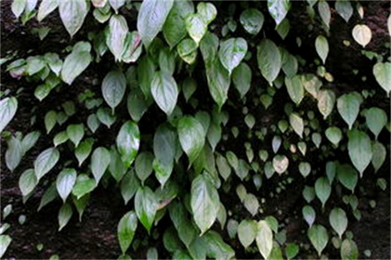 野一滴珠一石半夏制蛇子独叶一枝花石蜘蛛石里开缠腰龙蛇盘疮药材