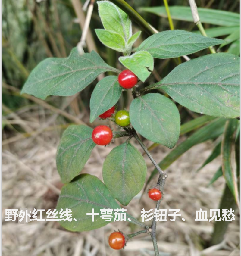 红丝线新鲜十萼茄衫钮子野灯笼花血见愁野花毛辣角野外中药材500g