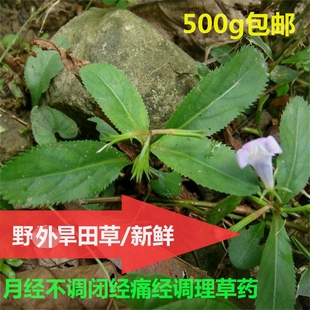 旱田草新鲜月痛经止疼药宫寒闭经调理茶中草药苗种植四川500g包邮