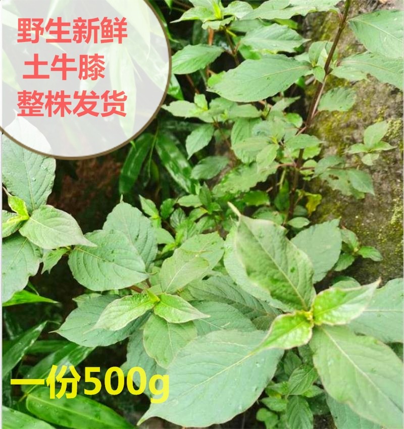 怀牛膝新鲜中药材野生土牛膝牛髁膝山苋菜500g泡水煲汤四川牛磕膝