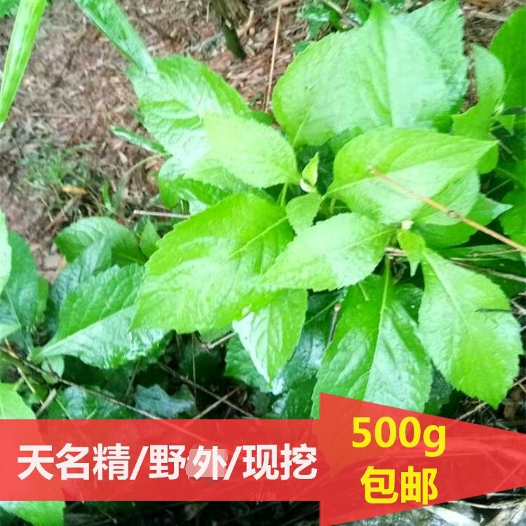 天名精四川野烟天蔓菁地菘玉门精麦句姜蚵草山烟药材500g包邮