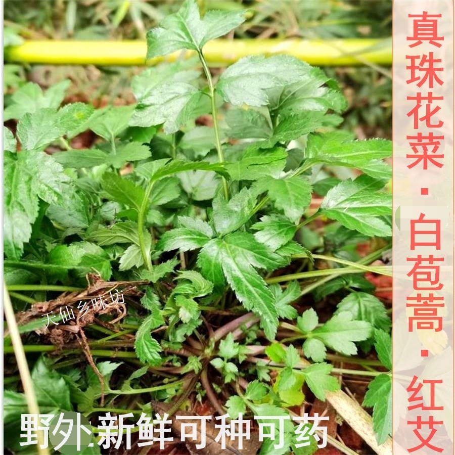真珠花菜野外珍珠花菜苗鸭脚艾白花蒿白花艾肺痨草药材红艾白苞蒿