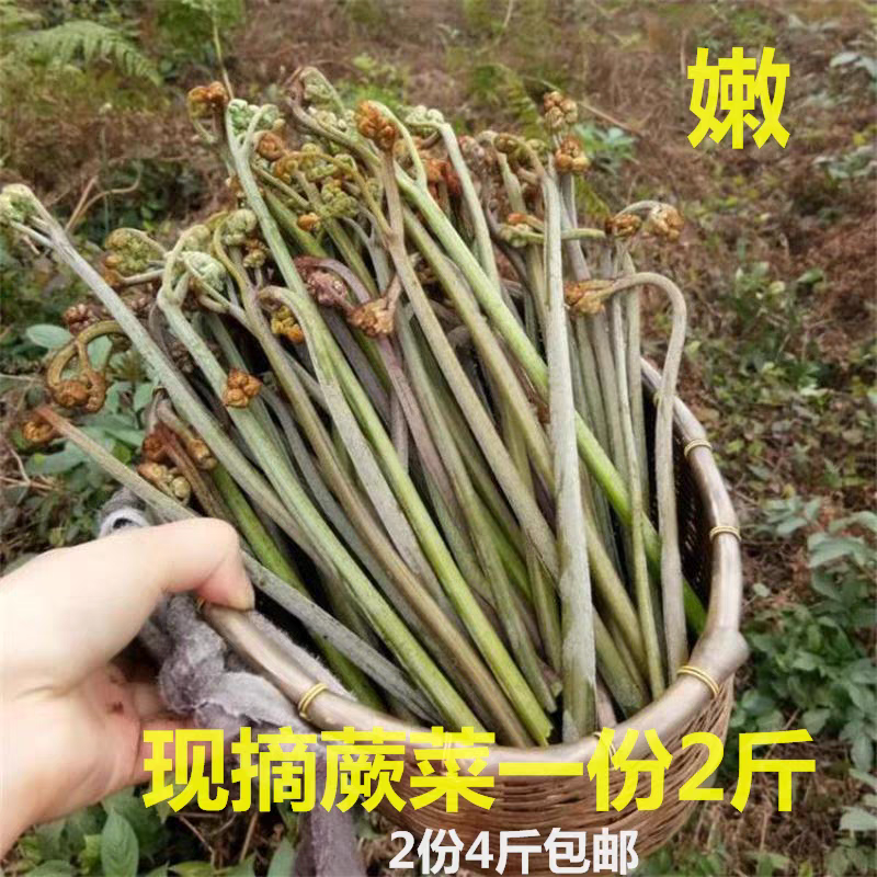 蕨菜新鲜现摘山蕨菜野菜当季新鲜蔬菜龙爪厥菜食用农产品蕨苔野生