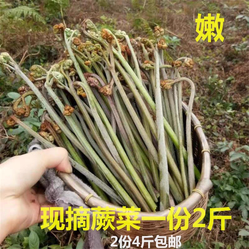 蕨菜新鲜现摘山蕨菜野菜当季