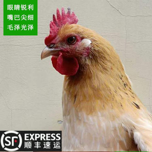 农村收购两年老母鸡一只装