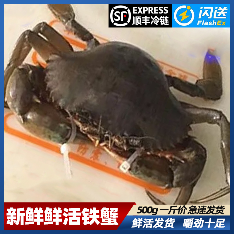 铁蟹鲜活海鲜3-4两一只活螃蟹海鲜500克