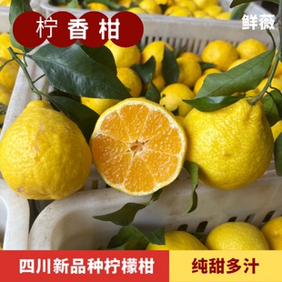 柠香柑柠檬柑最后一波