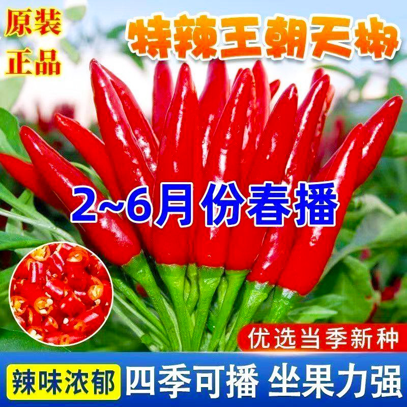 四季朝天椒种子七彩椒小米椒辣椒种子可食用庭院阳台盆栽蔬菜种子