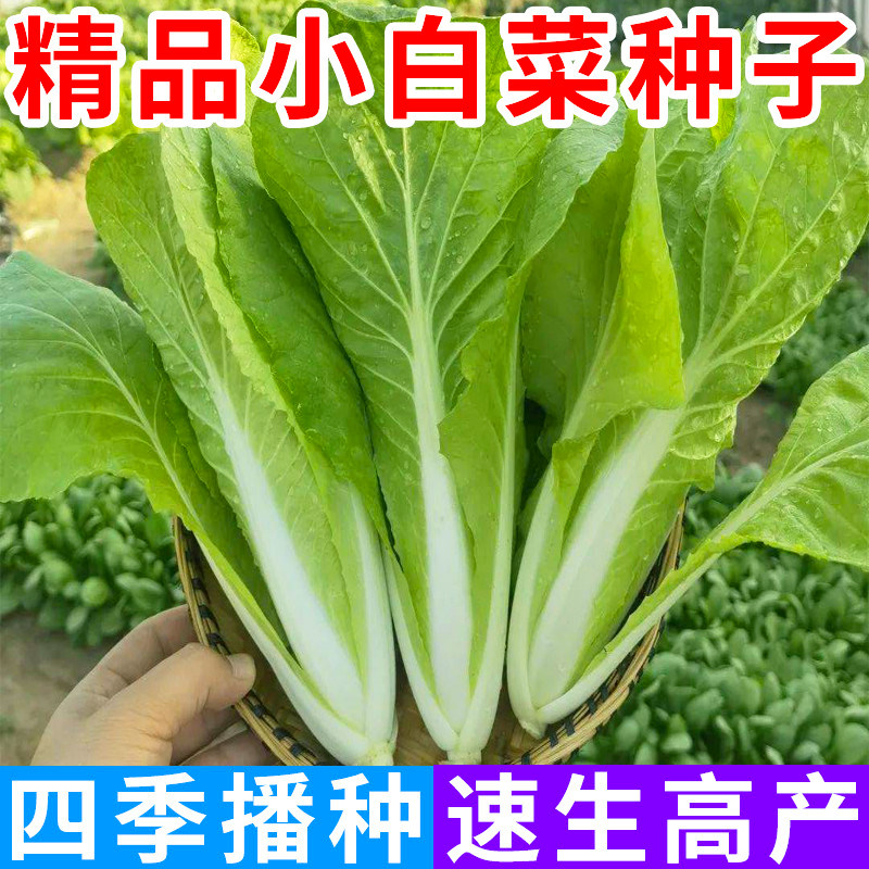 经典四季甜脆奶油小白菜种子速生快菜种子春夏季庭院盆栽蔬菜种子