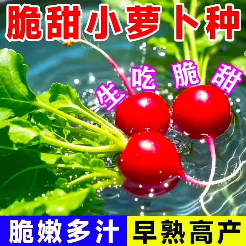 新鲜水果樱桃萝卜水果红萝卜樱桃生吃甜脆一口一个农家萝卜种子大