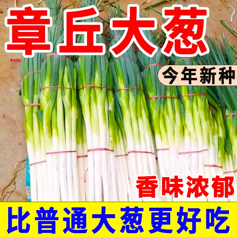 【今年新种】新品长白条大葱种子高产耐寒耐热易种四季葱种子大全