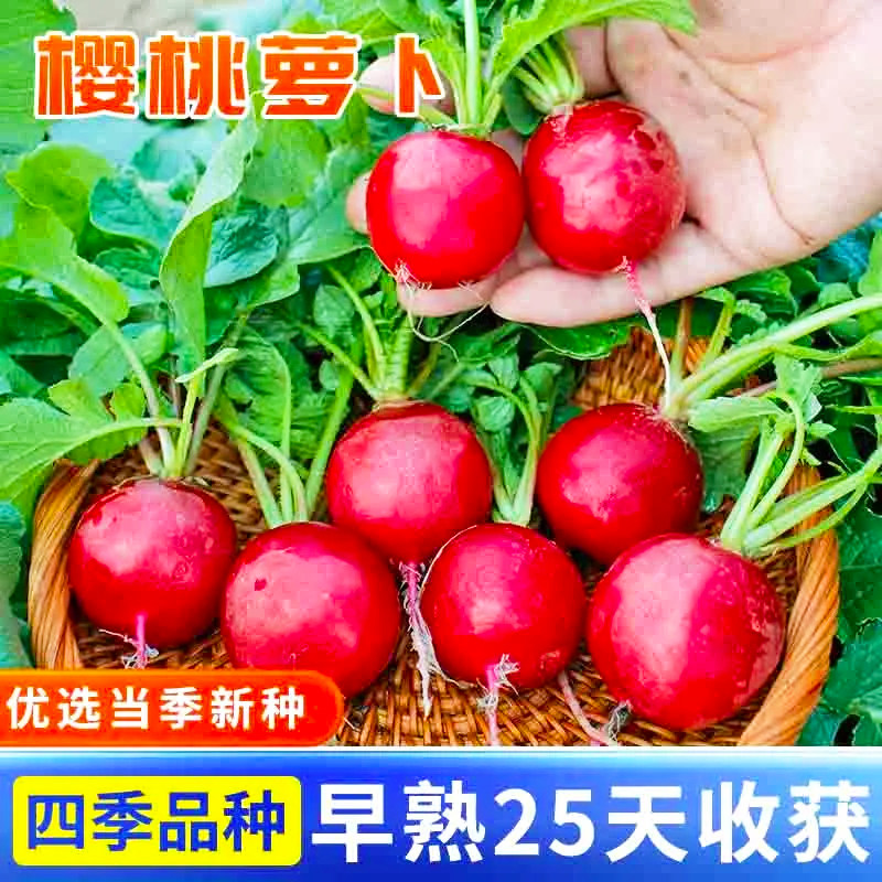 早熟易种樱桃萝卜种子迷你萝卜四季阳台种植蔬菜种子樱桃萝卜种籽