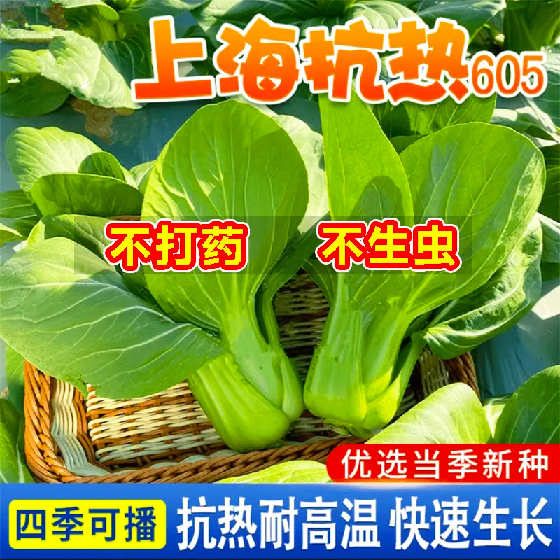 上海青菜种籽大全四季小鸡毛菜种子耐寒耐高温矮脚奶白菜蔬菜种孑