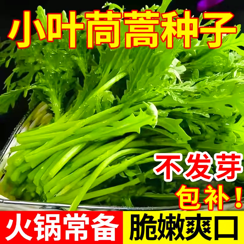 耐寒耐热小叶茼蒿种子大全农家茼蒿种籽菜籽四季皇帝菜种苗青菜种