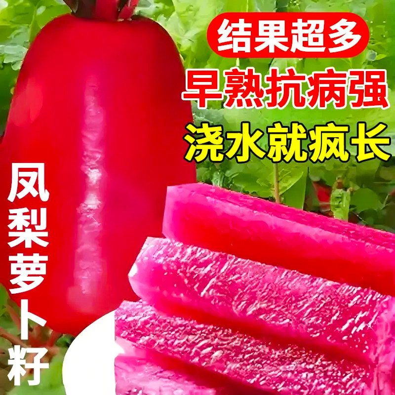 凤梨水果萝卜种子甜脆生吃紫美人萝卜红皮红心胭脂萝卜秋播蔬菜孑
