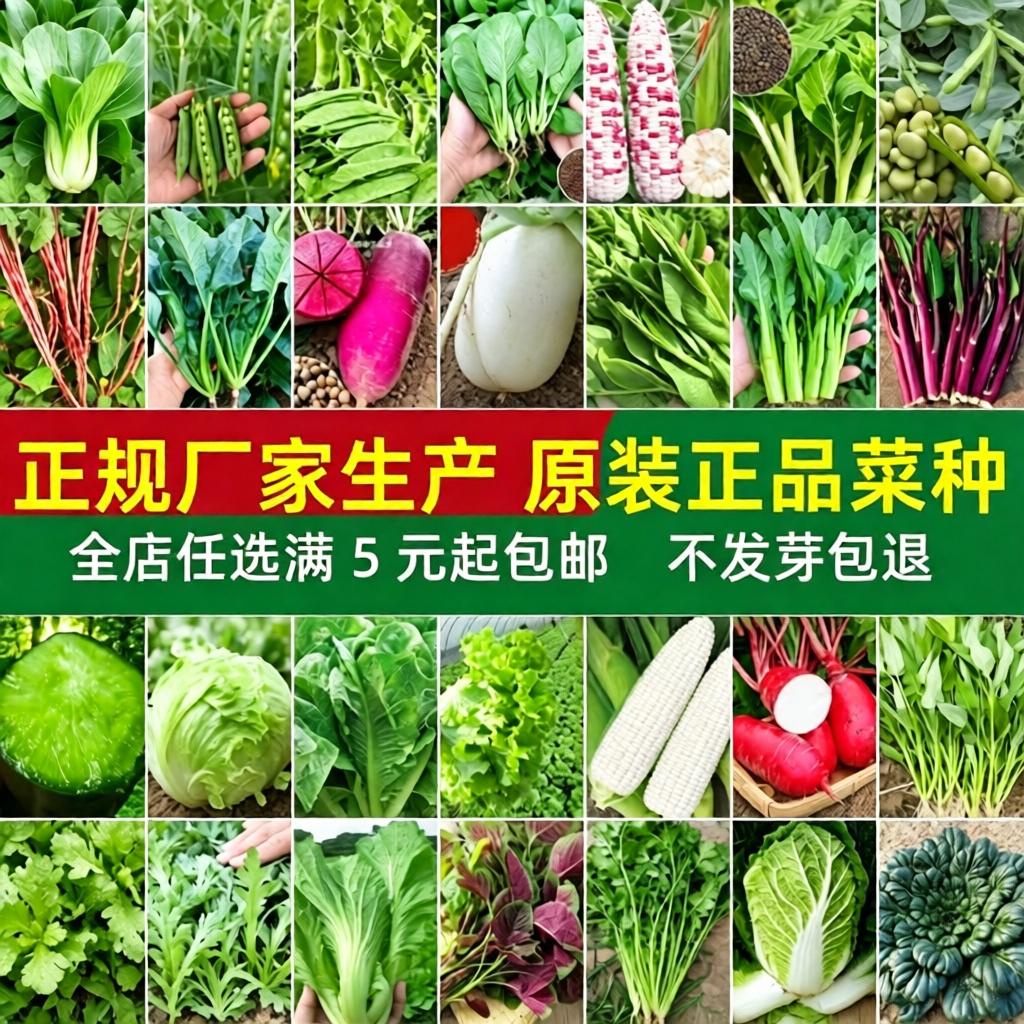 四季播种蔬菜种子辣椒黄瓜香菜生菜豆角香瓜阳台大棚盆栽种籽大全