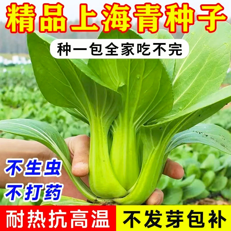 上海青四季小油菜小白菜新鲜蔬菜青菜小白菜四季耐寒耐热盆栽蔬菜