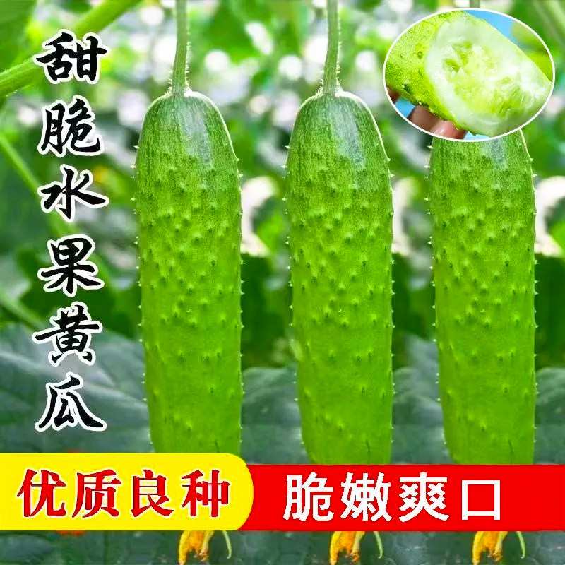 水果黄瓜种子高产南北方生吃旱黄瓜春秋季小菜园阳台四季蔬菜种籽