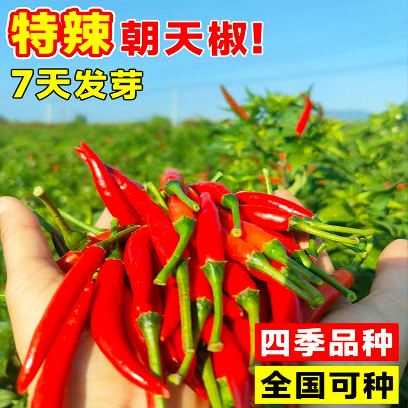 四季小米椒辣椒种子可食用香辣椒庭院阳台盆栽朝天椒种籽蔬菜种子