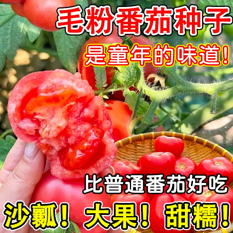 大粉沙瓤西红柿种籽老品种耐寒耐热大果型农家田园四季菜番茄种子