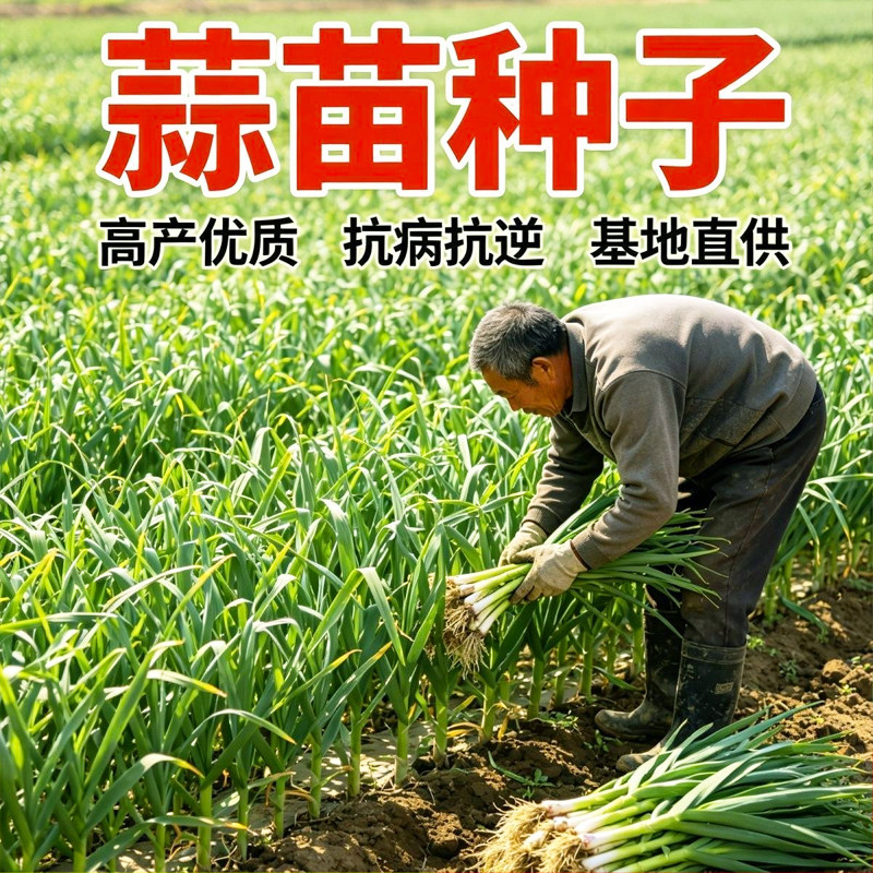 高产宽叶蒜苗种子葱蒜白皮蒜苗籽蒜苗韭葱农家大田四季采收蔬菜籽