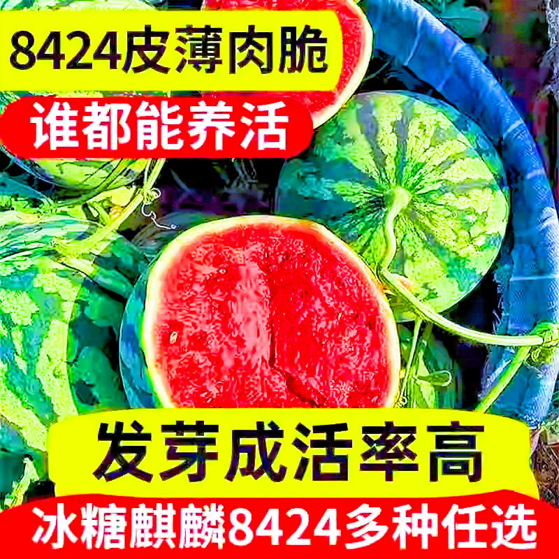 早佳8424麒麟西瓜早熟薄皮超甜冰糖麒麟瓜新鲜水果少籽易活西瓜种