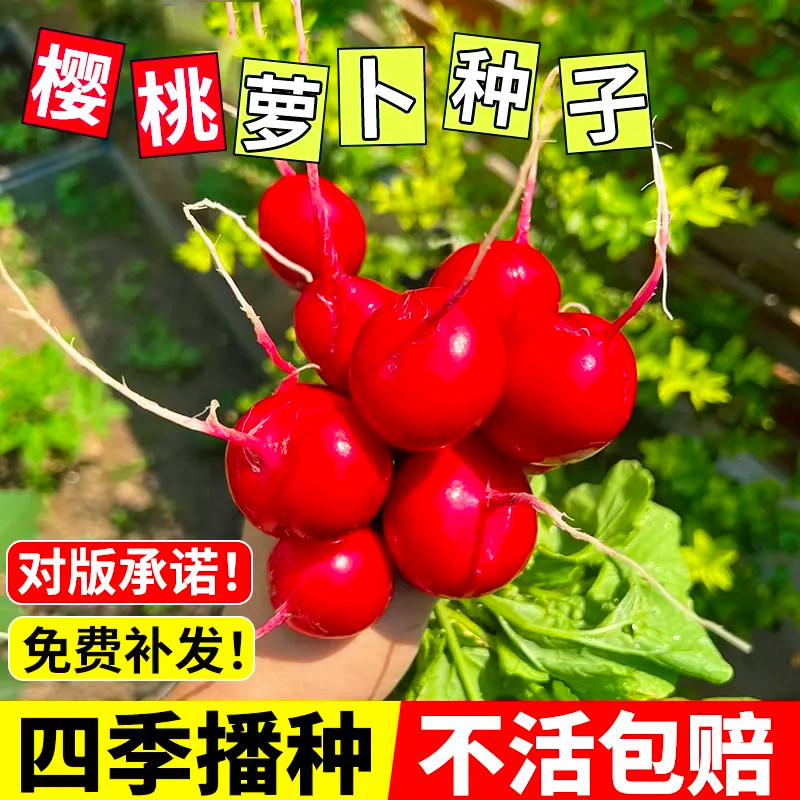 四季樱桃萝卜水果萝卜生吃红皮白肉小萝卜脆甜多汁新鲜蔬菜种阳台