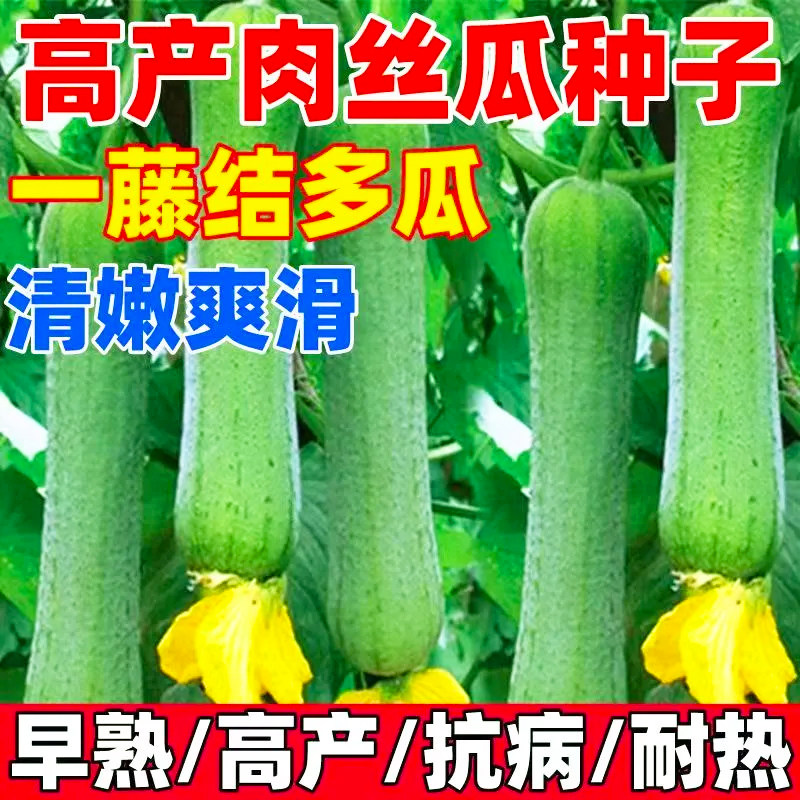 7-12月秋播肉丝瓜种春夏秋季搭架特长丝瓜籽农家庭四季藤蔬菜菜种