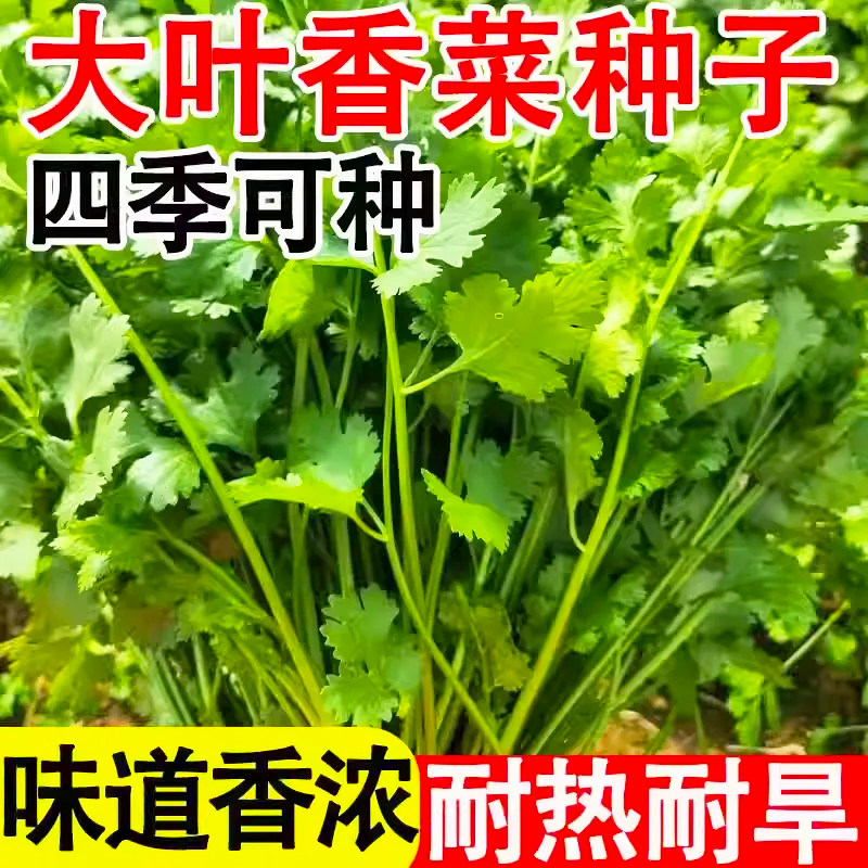 易发芽香菜种子大叶香菜籽耐热四季播种阳台室内盆栽种籽蔬菜种子