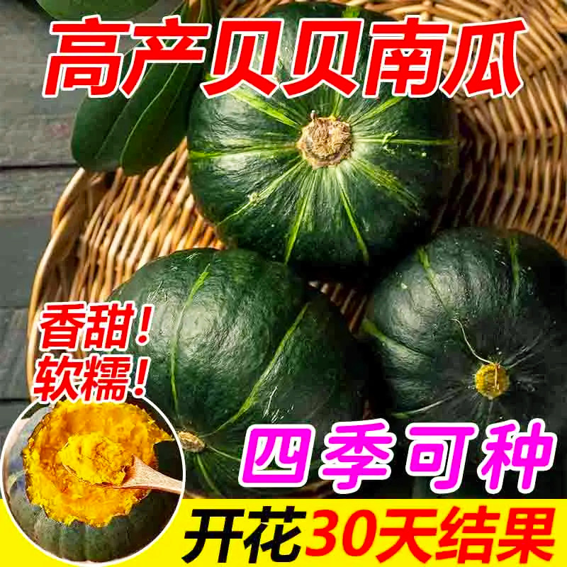 绿贝贝南瓜种子板栗小南瓜种籽新品种甜香糯高产早熟春秋蔬菜种子